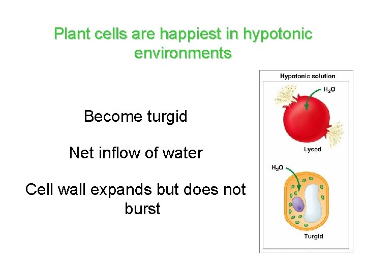 Plant cells are happiest in hypotonic environments Become turgid Net inflow of water Cell Plant cells are happiest in hypotonic environments Become turgid Net inflow of water Cell