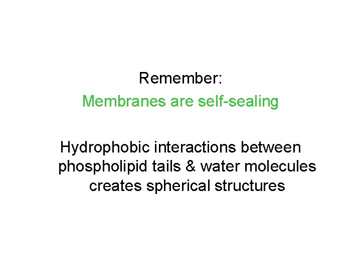 Remember: Membranes are self-sealing Hydrophobic interactions between phospholipid tails & water molecules creates spherical Remember: Membranes are self-sealing Hydrophobic interactions between phospholipid tails & water molecules creates spherical