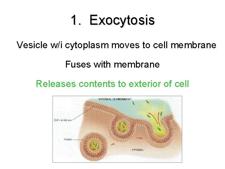 1. Exocytosis Vesicle w/i cytoplasm moves to cell membrane Fuses with membrane Releases contents 1. Exocytosis Vesicle w/i cytoplasm moves to cell membrane Fuses with membrane Releases contents