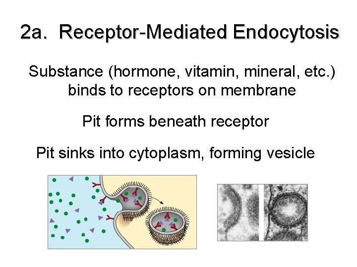 2 a. Receptor-Mediated Endocytosis Substance (hormone, vitamin, mineral, etc. ) binds to receptors on 2 a. Receptor-Mediated Endocytosis Substance (hormone, vitamin, mineral, etc. ) binds to receptors on