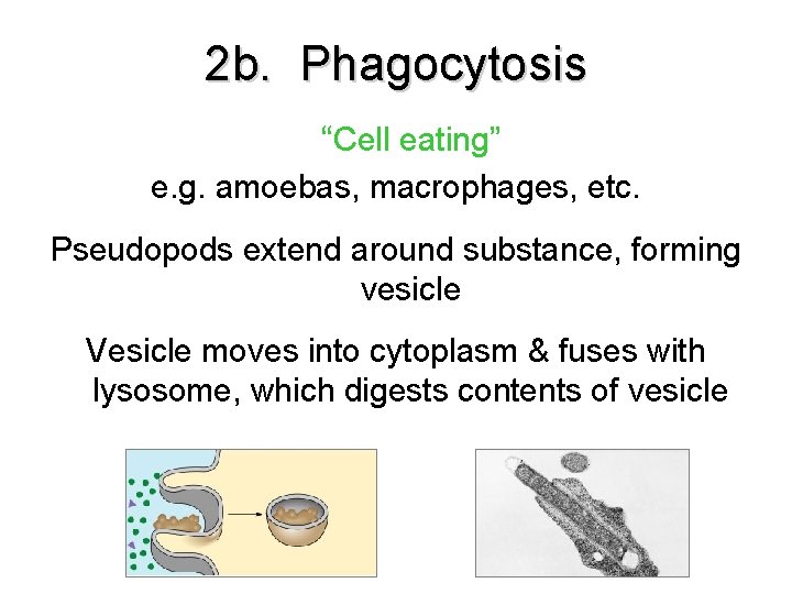 2 b. Phagocytosis “Cell eating” e. g. amoebas, macrophages, etc. Pseudopods extend around substance, 2 b. Phagocytosis “Cell eating” e. g. amoebas, macrophages, etc. Pseudopods extend around substance,