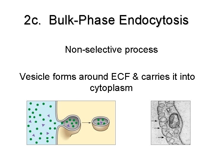 2 c. Bulk-Phase Endocytosis Non-selective process Vesicle forms around ECF & carries it into 2 c. Bulk-Phase Endocytosis Non-selective process Vesicle forms around ECF & carries it into