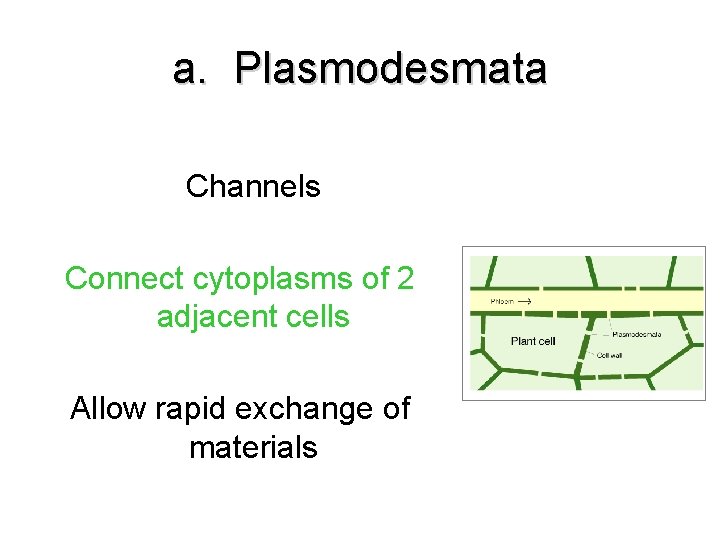 a. Plasmodesmata Channels Connect cytoplasms of 2 adjacent cells Allow rapid exchange of materials a. Plasmodesmata Channels Connect cytoplasms of 2 adjacent cells Allow rapid exchange of materials