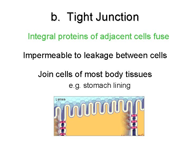b. Tight Junction Integral proteins of adjacent cells fuse Impermeable to leakage between cells b. Tight Junction Integral proteins of adjacent cells fuse Impermeable to leakage between cells