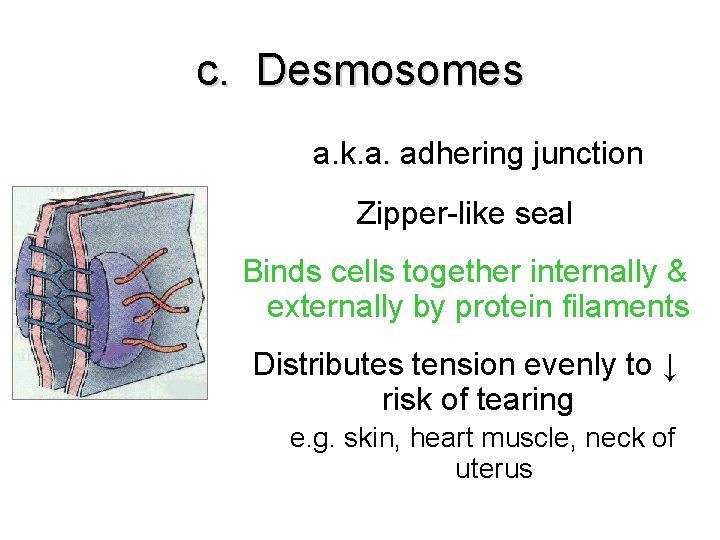 c. Desmosomes a. k. a. adhering junction Zipper-like seal Binds cells together internally & c. Desmosomes a. k. a. adhering junction Zipper-like seal Binds cells together internally &
