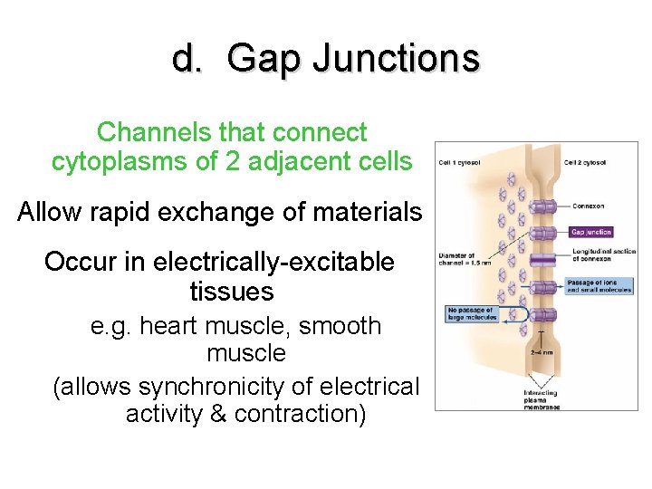 d. Gap Junctions Channels that connect cytoplasms of 2 adjacent cells Allow rapid exchange d. Gap Junctions Channels that connect cytoplasms of 2 adjacent cells Allow rapid exchange