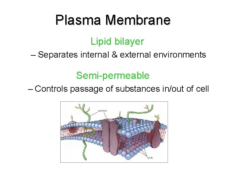 Plasma Membrane Lipid bilayer – Separates internal & external environments Semi-permeable – Controls passage Plasma Membrane Lipid bilayer – Separates internal & external environments Semi-permeable – Controls passage