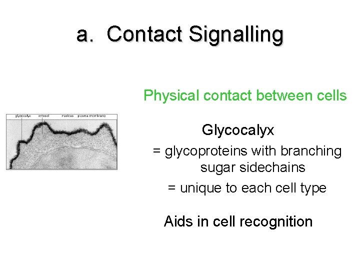 a. Contact Signalling Physical contact between cells Glycocalyx = glycoproteins with branching sugar sidechains a. Contact Signalling Physical contact between cells Glycocalyx = glycoproteins with branching sugar sidechains