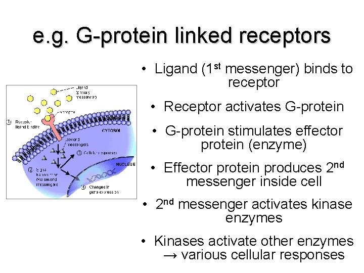 e. g. G-protein linked receptors • Ligand (1 st messenger) binds to receptor • e. g. G-protein linked receptors • Ligand (1 st messenger) binds to receptor •