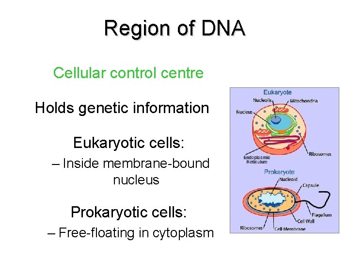 Region of DNA Cellular control centre Holds genetic information Eukaryotic cells: – Inside membrane-bound Region of DNA Cellular control centre Holds genetic information Eukaryotic cells: – Inside membrane-bound