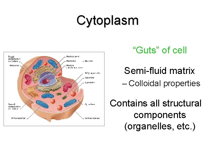 Cytoplasm “Guts” of cell Semi-fluid matrix – Colloidal properties Contains all structural components (organelles, Cytoplasm “Guts” of cell Semi-fluid matrix – Colloidal properties Contains all structural components (organelles,