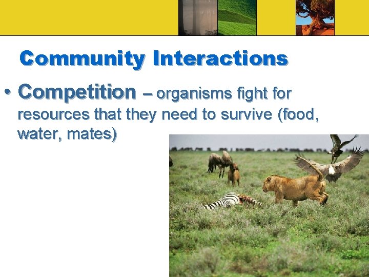 Community Interactions • Competition – organisms fight for resources that they need to survive