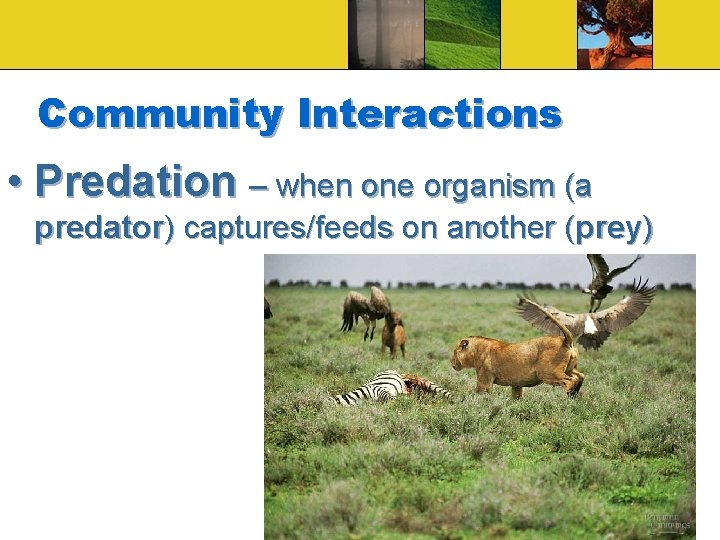 Community Interactions • Predation – when one organism (a predator) captures/feeds on another (prey)