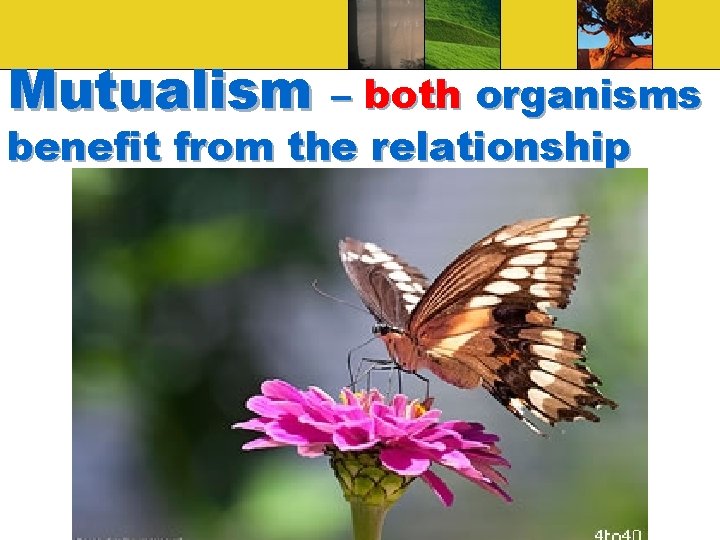 Mutualism – both organisms benefit from the relationship 