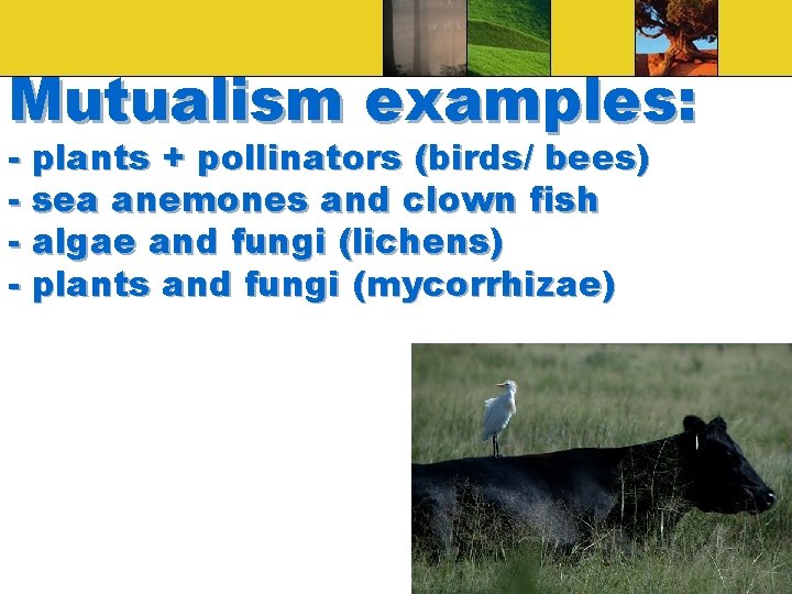 Mutualism examples: - plants + pollinators (birds/ bees) - sea anemones and clown fish