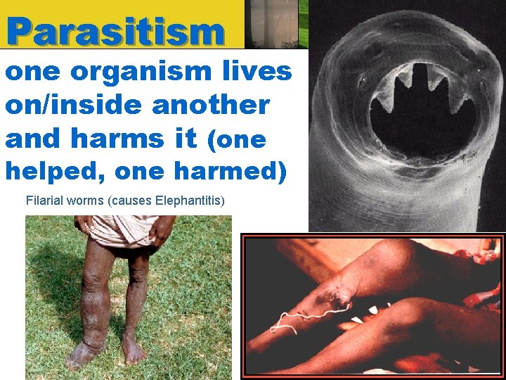 Parasitism one organism lives on/inside another and harms it (one helped, one harmed) Filarial