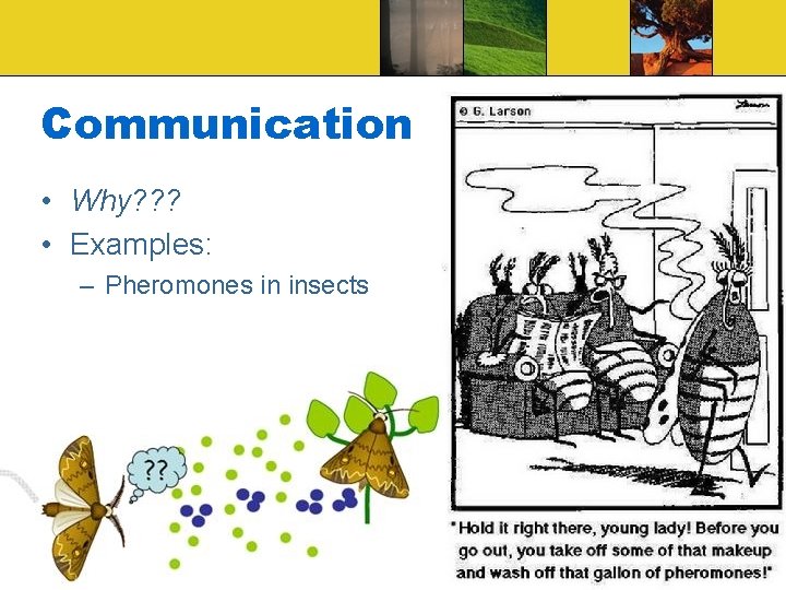 Communication • Why? ? ? • Examples: – Pheromones in insects 