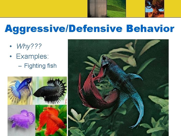 Aggressive/Defensive Behavior • Why? ? ? • Examples: – Fighting fish 