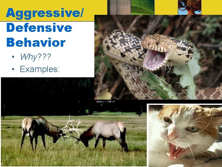 Aggressive/ Defensive Behavior • Why? ? ? • Examples: 