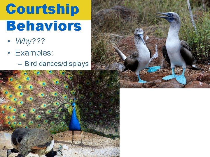 Courtship Behaviors • Why? ? ? • Examples: – Bird dances/displays 