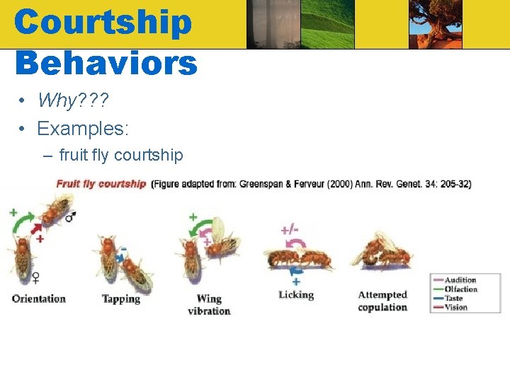Courtship Behaviors • Why? ? ? • Examples: – fruit fly courtship 
