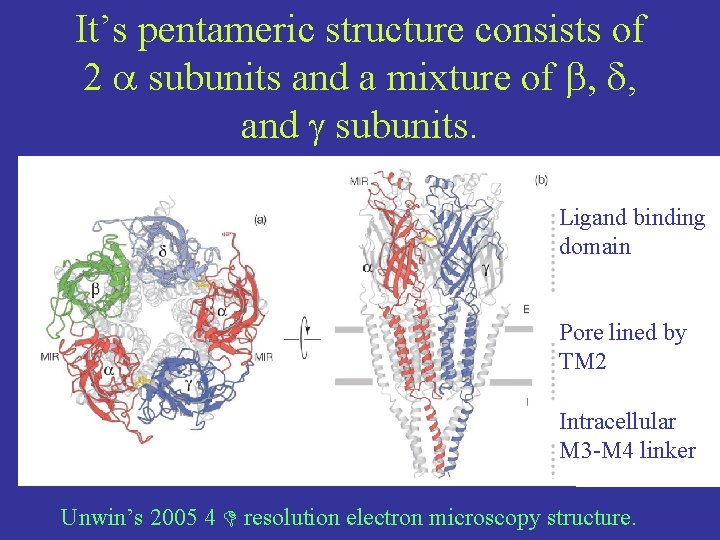 It’s pentameric structure consists of 2 subunits and a mixture of b, d, and