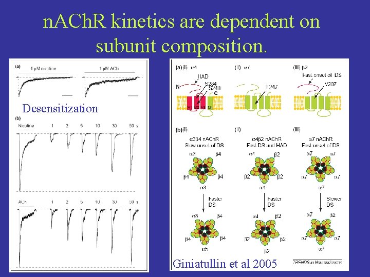 n. ACh. R kinetics are dependent on subunit composition. Desensitization Giniatullin et al 2005