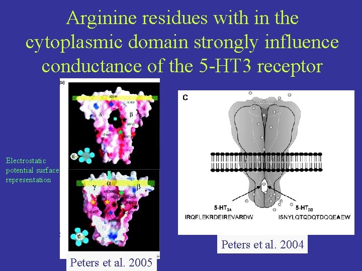 Arginine residues with in the cytoplasmic domain strongly influence conductance of the 5 -HT