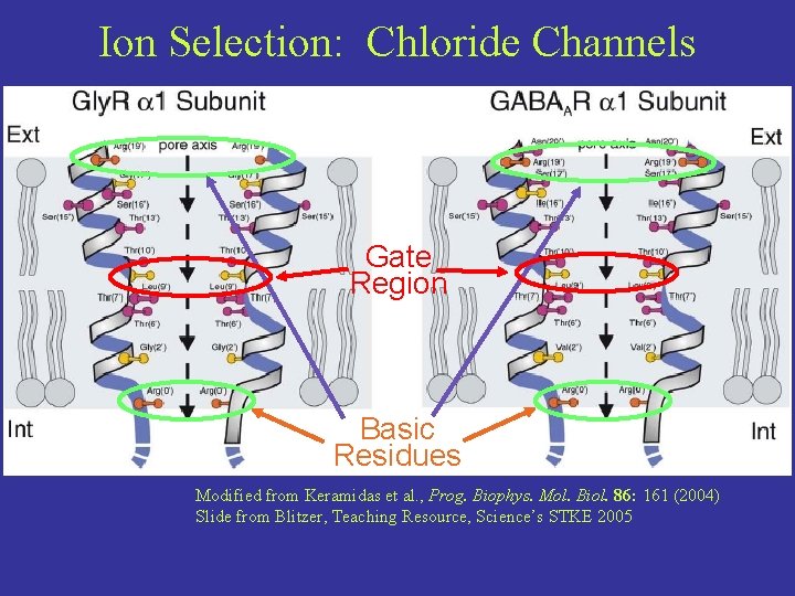 Ion Selection: Chloride Channels Gate Region Basic Residues Modified from Keramidas et al. ,