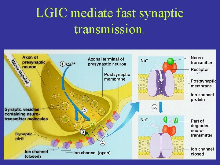 LGIC mediate fast synaptic transmission. 