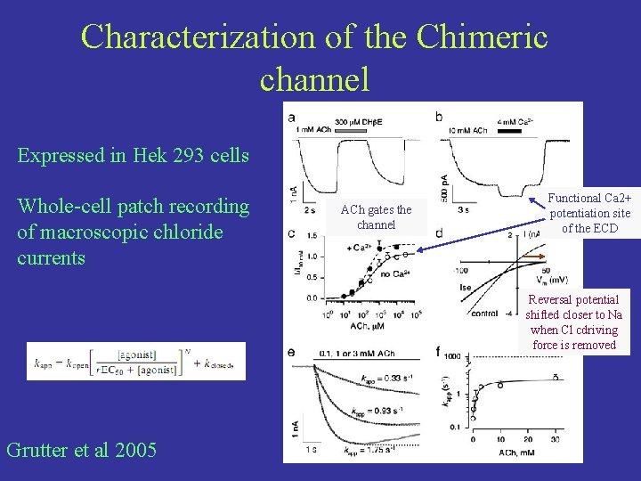Characterization of the Chimeric channel Expressed in Hek 293 cells Whole-cell patch recording of