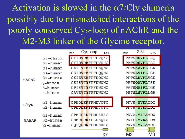 Activation is slowed in the 7/Cly chimeria possibly due to mismatched interactions of the