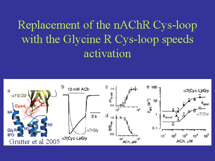 Replacement of the n. ACh. R Cys-loop with the Glycine R Cys-loop speeds activation