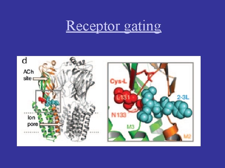 Receptor gating 