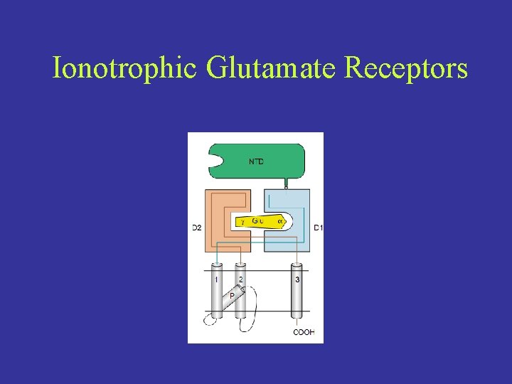 Ionotrophic Glutamate Receptors 