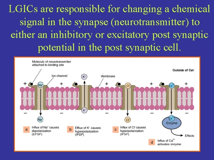 LGICs are responsible for changing a chemical signal in the synapse (neurotransmitter) to either