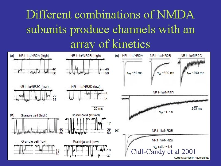 Different combinations of NMDA subunits produce channels with an array of kinetics Cull-Candy et