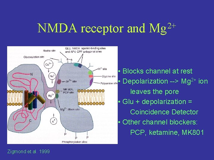 NMDA receptor and 2+ Mg • Blocks channel at rest • Depolarization --> Mg