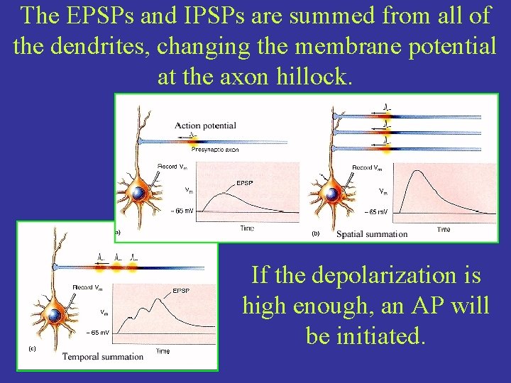 The EPSPs and IPSPs are summed from all of the dendrites, changing the membrane