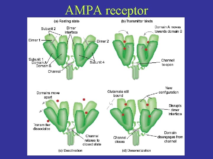 AMPA receptor 