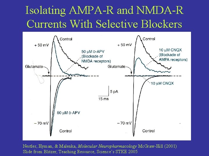Isolating AMPA-R and NMDA-R Currents With Selective Blockers Nestler, Hyman, & Malenka, Molecular Neuropharmacology