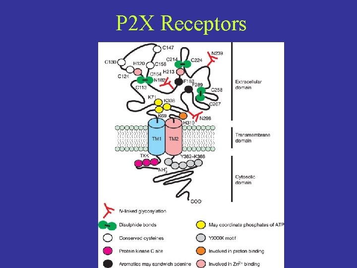 P 2 X Receptors 