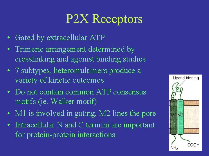 P 2 X Receptors • Gated by extracellular ATP • Trimeric arrangement determined by