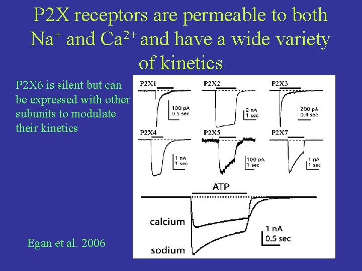 P 2 X receptors are permeable to both Na+ and Ca 2+ and have