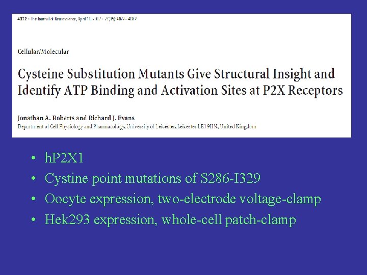  • • h. P 2 X 1 Cystine point mutations of S 286