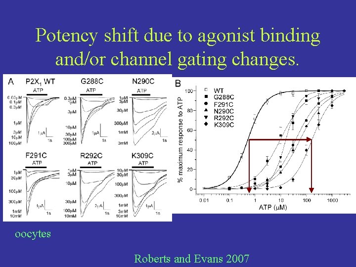 Potency shift due to agonist binding and/or channel gating changes. oocytes Roberts and Evans