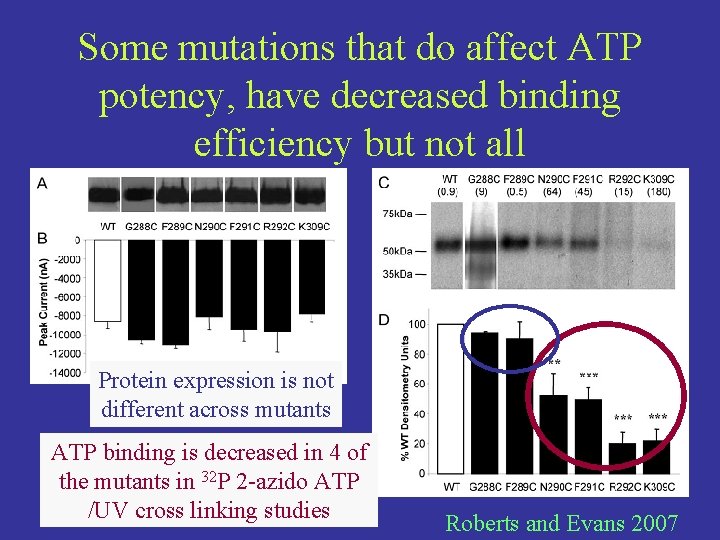 Some mutations that do affect ATP potency, have decreased binding efficiency but not all