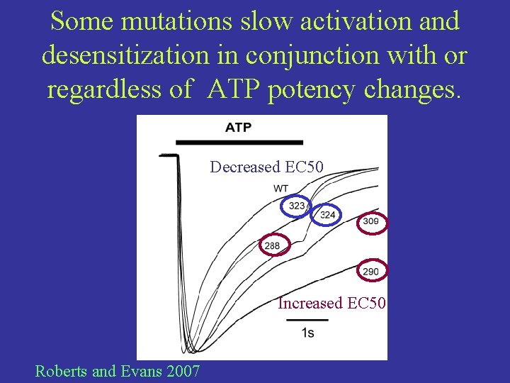Some mutations slow activation and desensitization in conjunction with or regardless of ATP potency