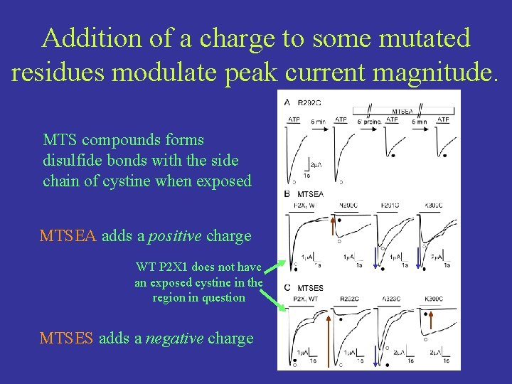 Addition of a charge to some mutated residues modulate peak current magnitude. MTS compounds