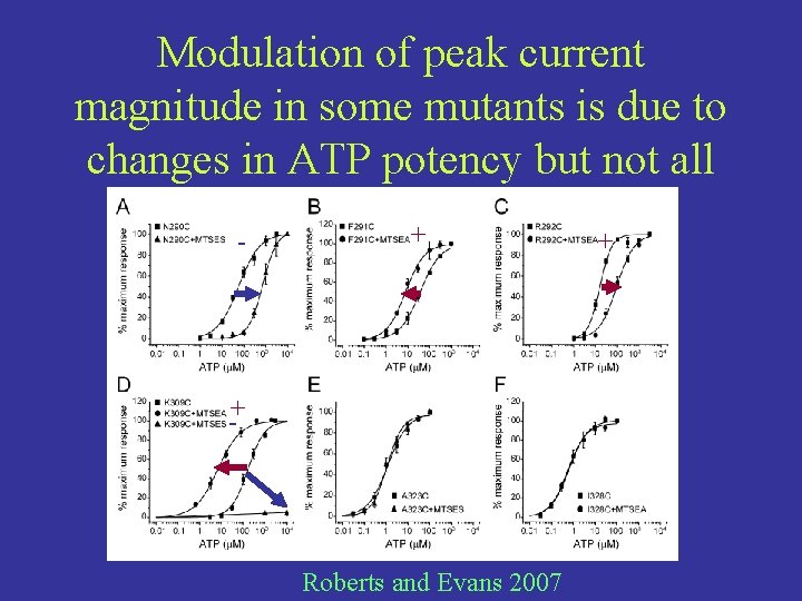 Modulation of peak current magnitude in some mutants is due to changes in ATP